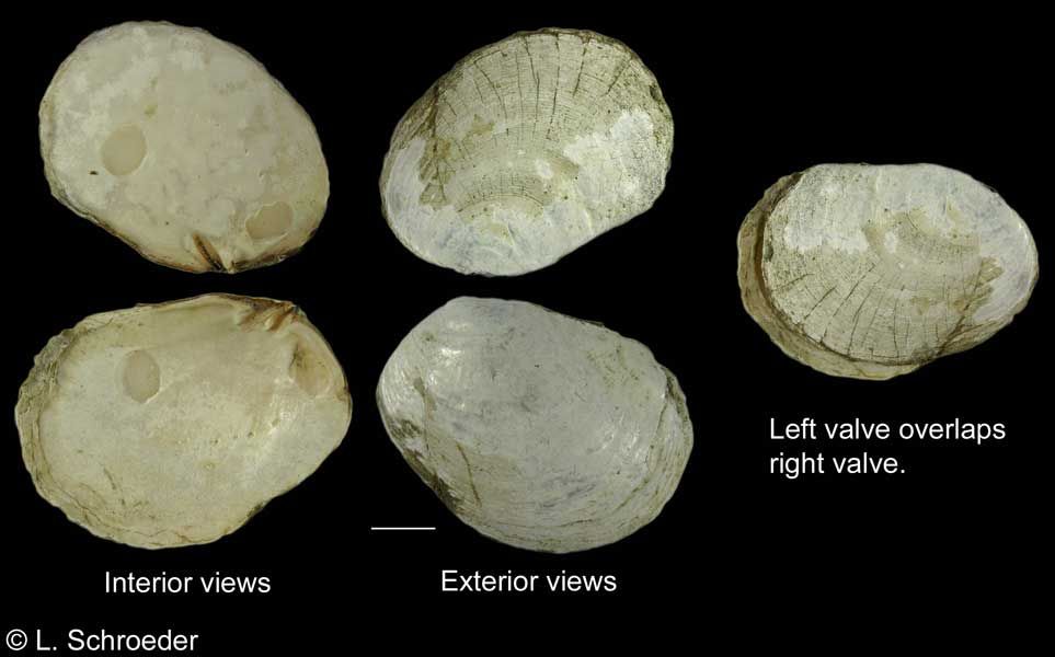 Представитель Семейства Pandoridae